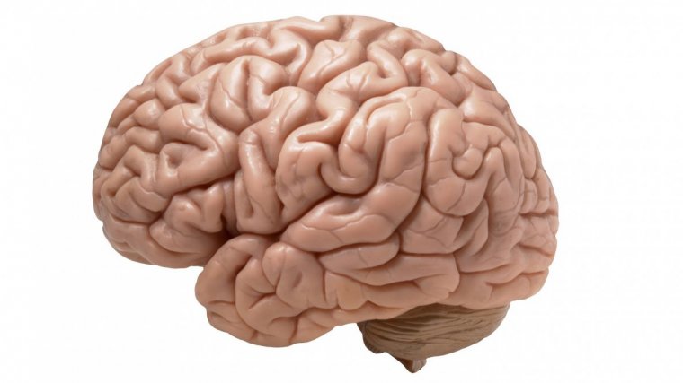 ¿Qué es el cerebro? Características principales