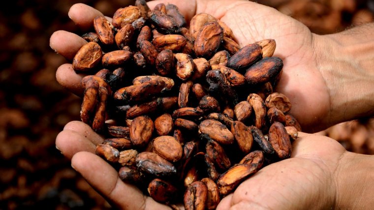 Cacao: ¿qué es