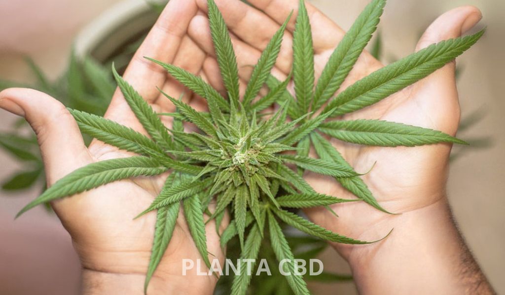 ¿Has oído hablar de las semillas CBD? | GTRES