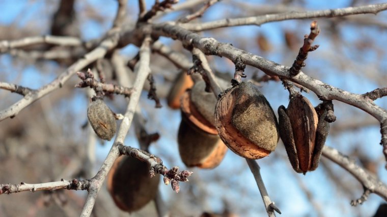 Los almendros son los árboles de donde se toman las almendras.