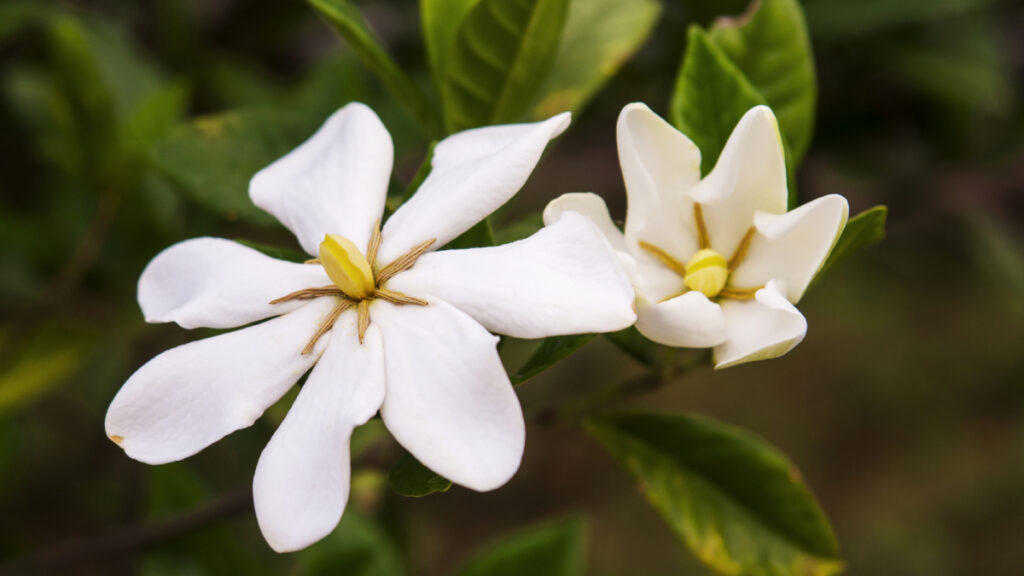 Plantas de interior con flor - Gardenia | .