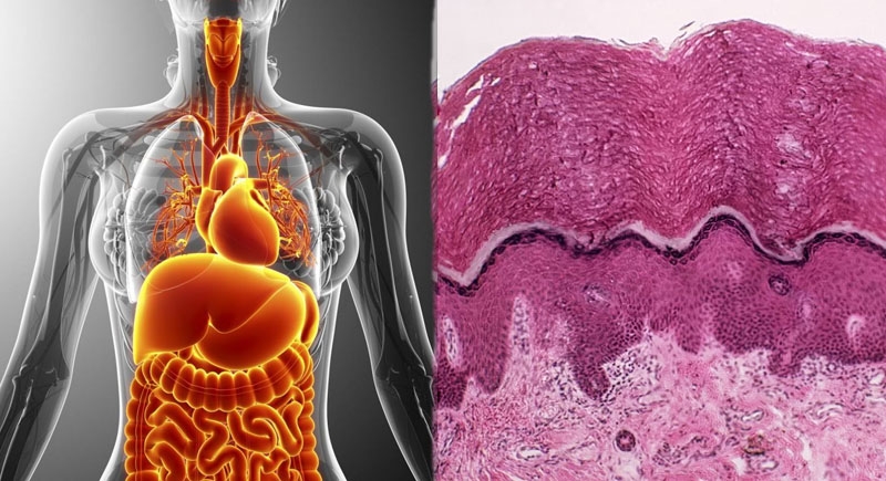 interstitium