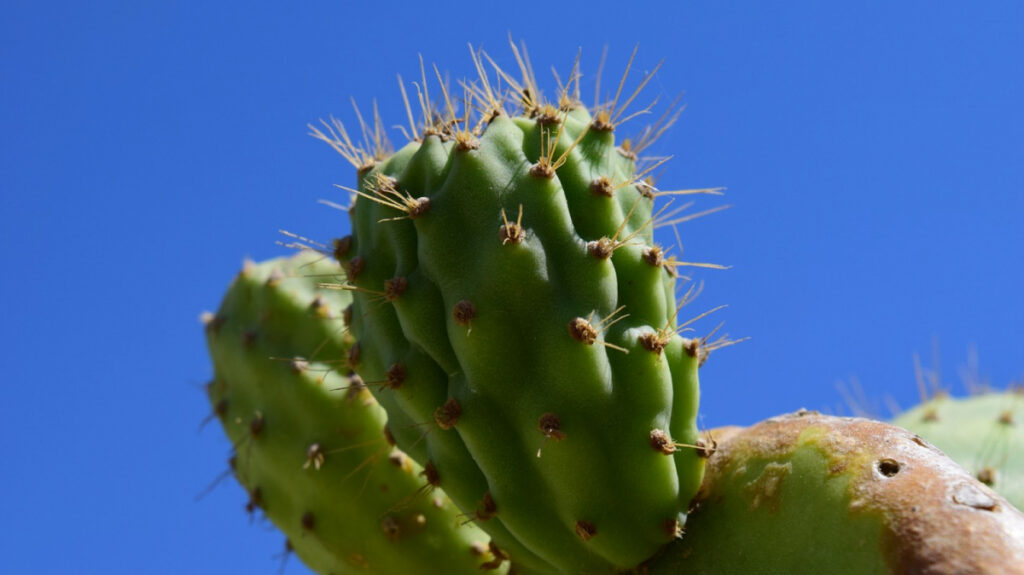 Propiedades del nopal