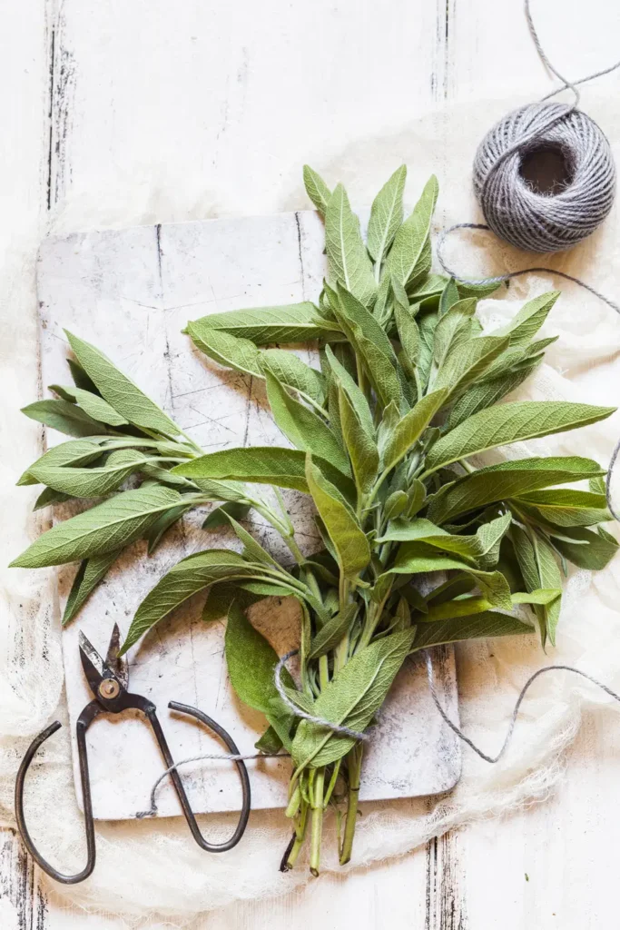 para que sirve el te de salvia