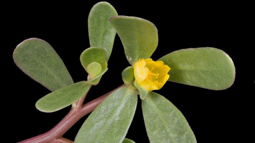 ¿Qué es la verdolaga y cuáles son sus propiedades? ¿Para qué sirve esta planta medicinal? | .