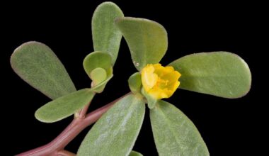 ¿Qué es la verdolaga y cuáles son sus propiedades? ¿Para qué sirve esta planta medicinal? | .