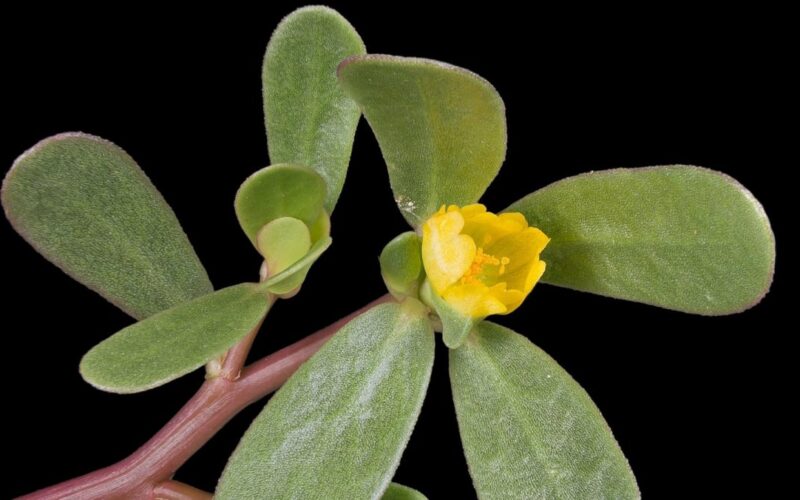 ¿Qué es la verdolaga y cuáles son sus propiedades? ¿Para qué sirve esta planta medicinal? | .