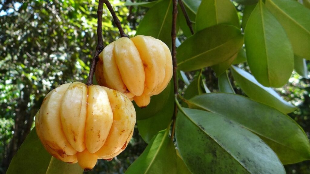 Garcinia cambogia: qué es, propiedades, para qué sirve y cómo tomar | .