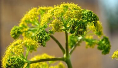 El hinojo (fennel) es una planta medicinal con múltiples propiedades y beneficios.