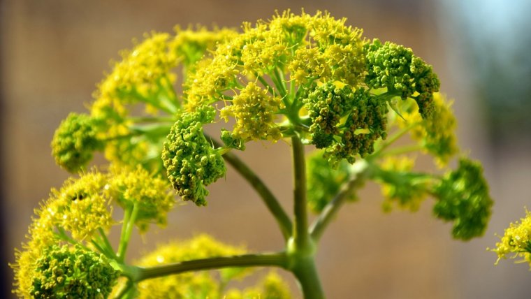 El hinojo (fennel) es una planta medicinal con múltiples propiedades y beneficios.