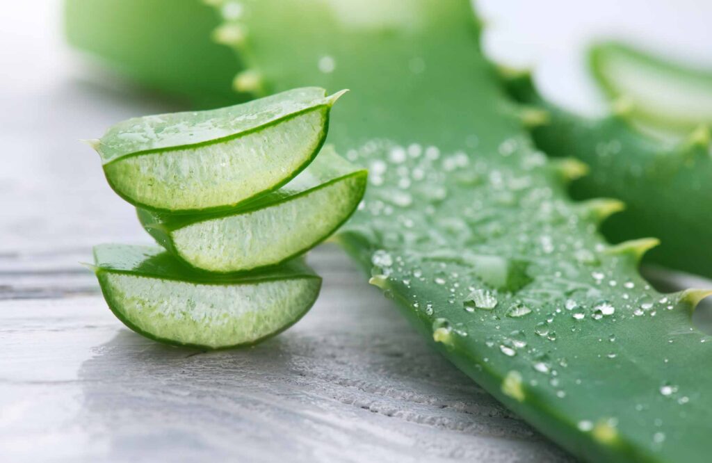 El Aloe Vera es una de las plantas medicinales 