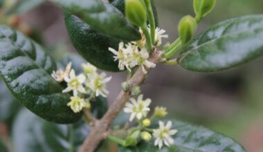 El boldo es una planta medicinal de origen chileno.