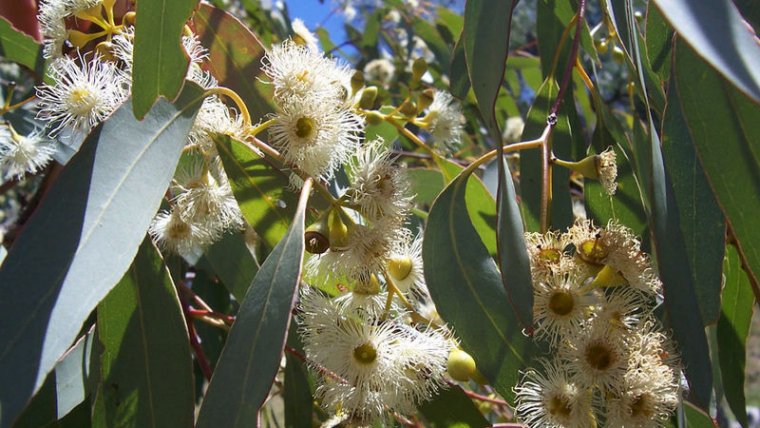 El nombre científico de la planta del eucalipto es Eucalyptus.