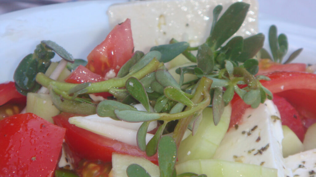 En Grecia la verdolaga ha sido usada como planta medicinal y como ingrediente culinario. | .