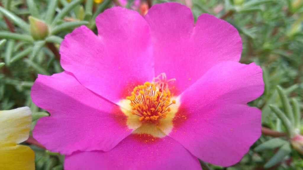 Flor de verdolaga (Portulaca oleracea) | .
