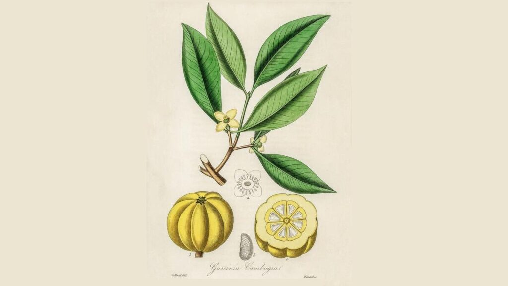 Garcinia cambogia: qué es, para qué sirve, propiedades y cómo se toma | .
