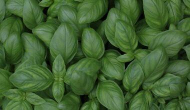 La albahaca es una planta aromática y medicinal con múltiples propiedades relacionadas con la inflamación.