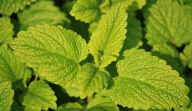 La melisa es una planta medicinal muy apreciada por sus propiedades terapéuticas y aromáticas.