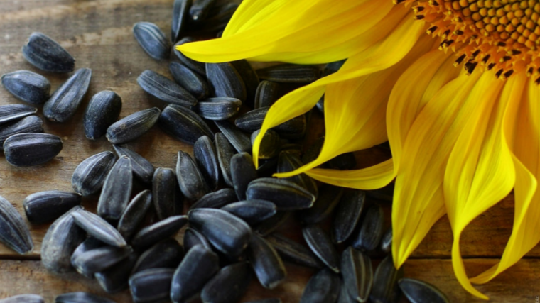 Semillas de girasol