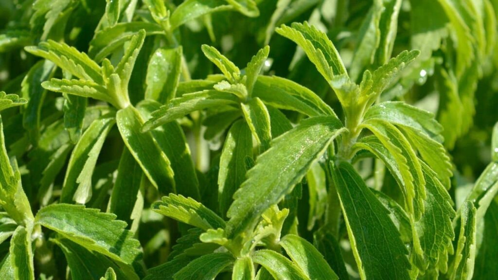 Las propiedades de la Stevia rebaudiana