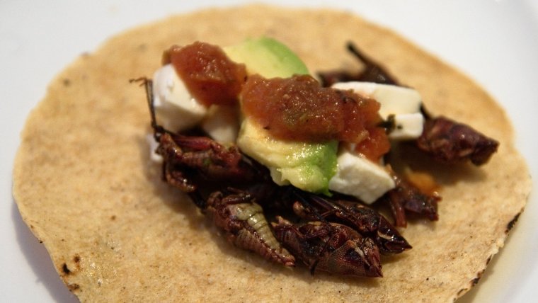 En muchas culturas los insectos, como los chapulines o grillos, son alimentos comunes.
