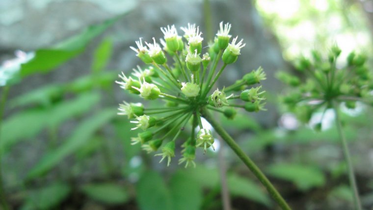 Existen diferentes tipos de zarzaparrilla, cada una con sus flores y frutos característicos.