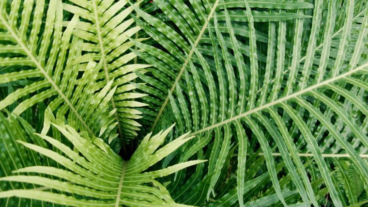 La clorofila es el pigmento que da a las plantas su característico color verde. | .

