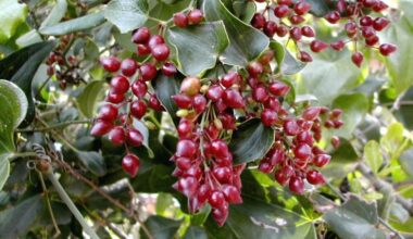 La planta de la zarzaparrilla posee unos frutos rojos con los que se elabora la bebida.