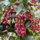 La planta de la zarzaparrilla posee unos frutos rojos con los que se elabora la bebida.