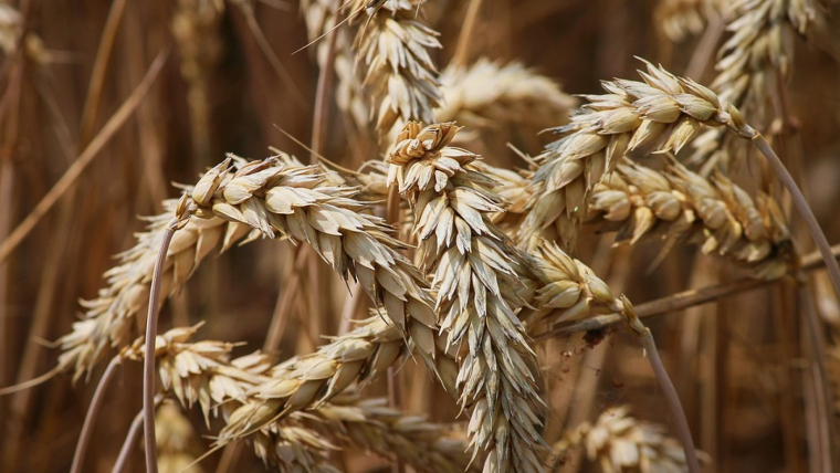 Los alimentos integrales se elaborar con el grano del cereal entero. 