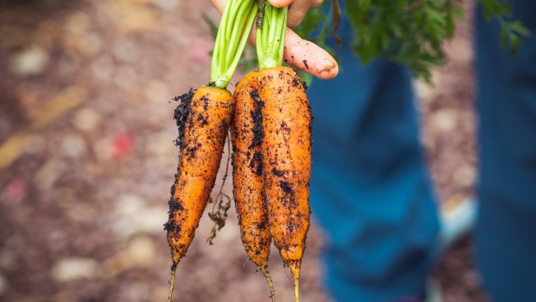 Los alimentos orgánicos son aquellos que se encuentran libre de agentes químicos, como pesticidas. 