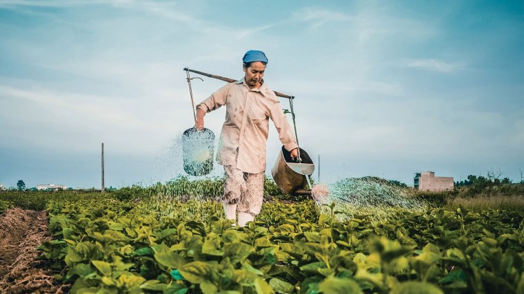 Los alimentos orgánicos son producidos gracias a los cultivos y la ganadería ecológica. 
