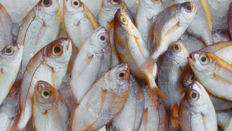 El pescado es una fuente rica en proteínas.

