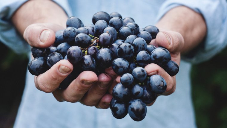 Las uvas poseen una gran cantidad de propiedades y beneficios para la salud, sobre todo antioxidantes.