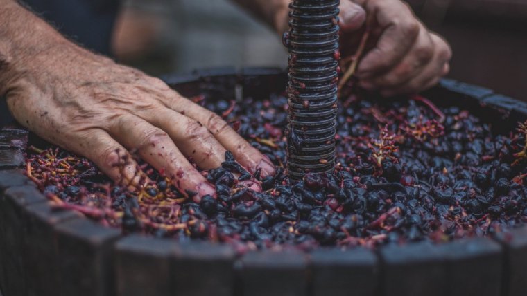 Las uvas prensadas se utilizan como materia prima para elaborar vino, pero también pueden servir para producir vinagres, aceites o mermeladas.