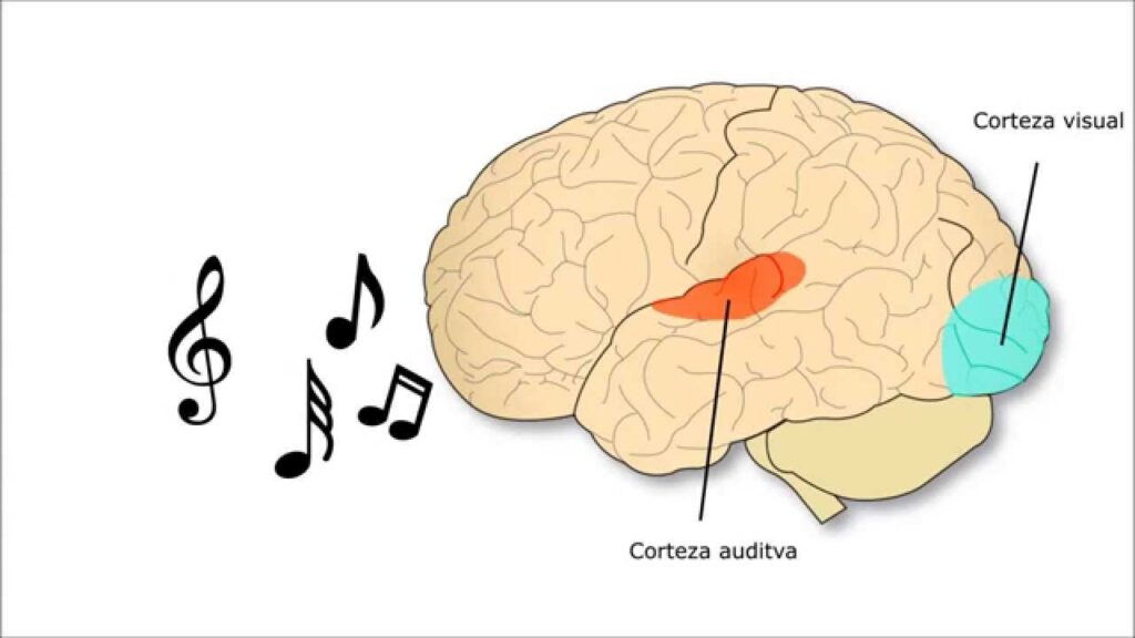 Tipos de sinestesia y ejemplos | .